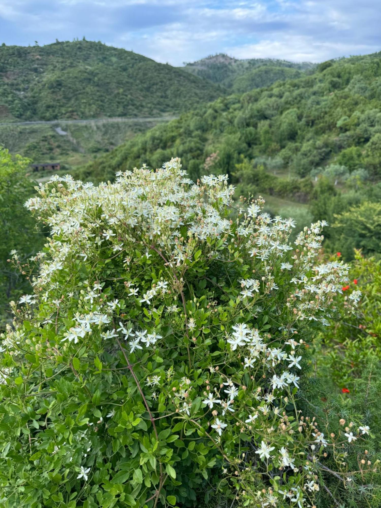 Qyteza Guest House & Camping Shkodër エクステリア 写真